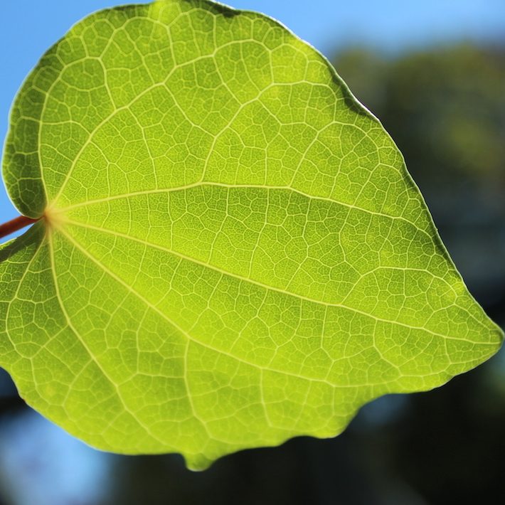 kawakawa leaf