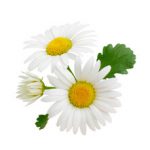 240_F_185900843_s0pKVIWMoH6XQJgh0ZdpClSjP2jx1glk